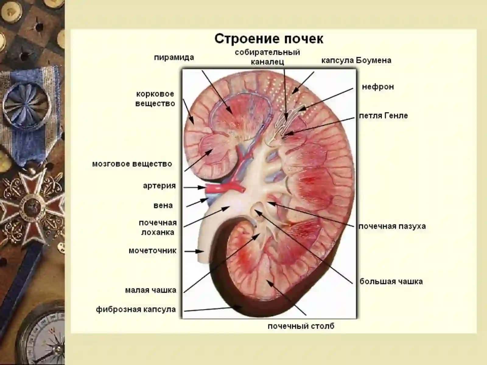 Хроническая болезнь почек 2