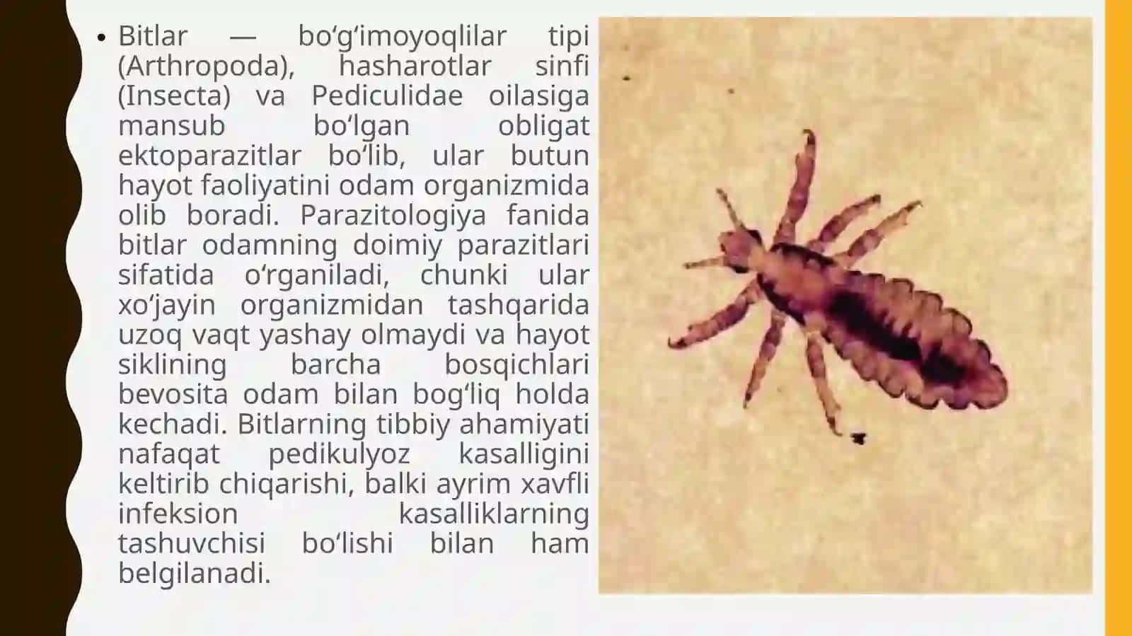Bitlar (Pediculus spp.) 2