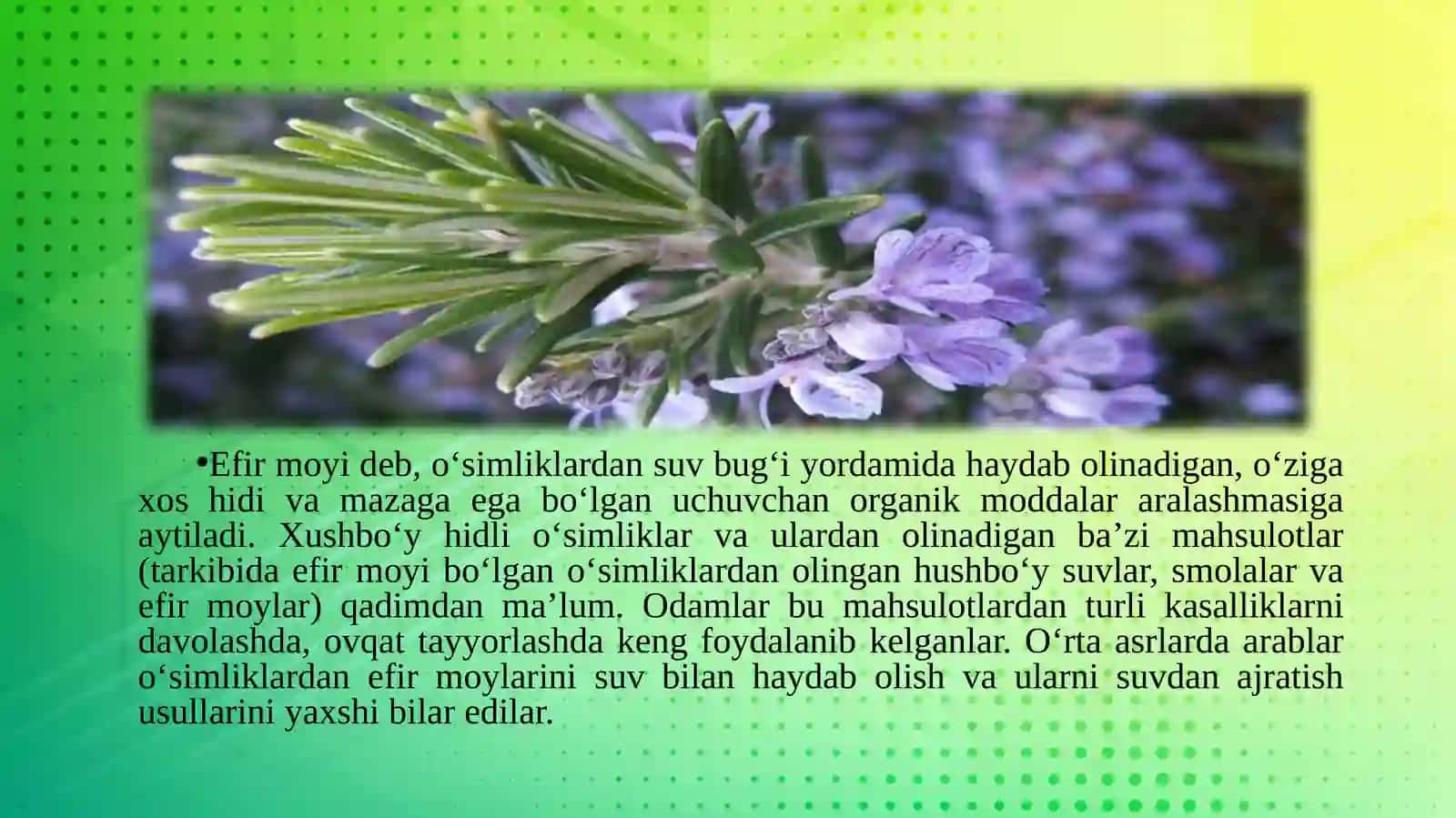 Efirmoyi O‘simliklar 2