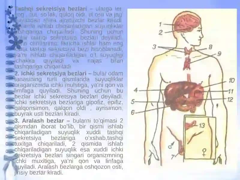 Ichki sekretsiya bezlarining yosh xususiyatlari 2