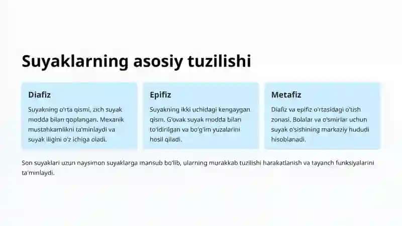 Son suyaklari va uning epifizlari 2