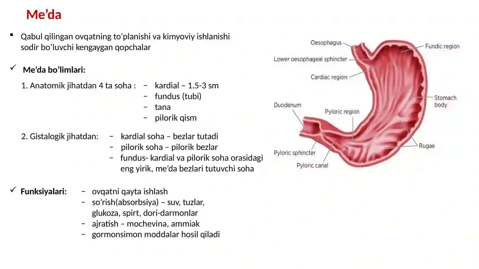 Hazmsistema Gistologiyasi 2
