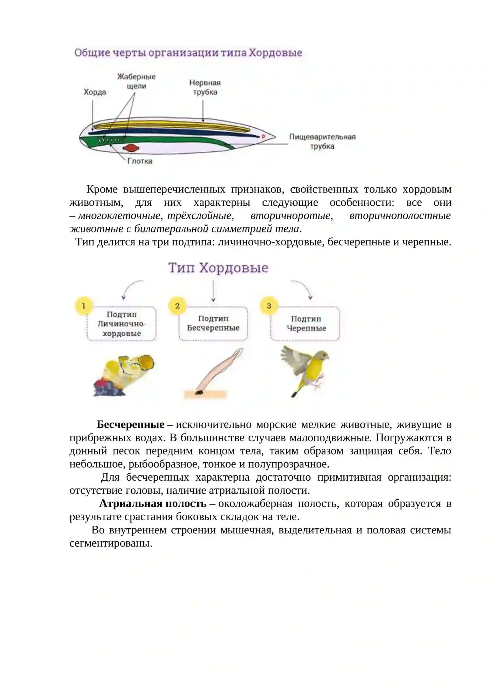Тип Хордовые. Подтип Бесчерепные. Класс Ланцетники 2
