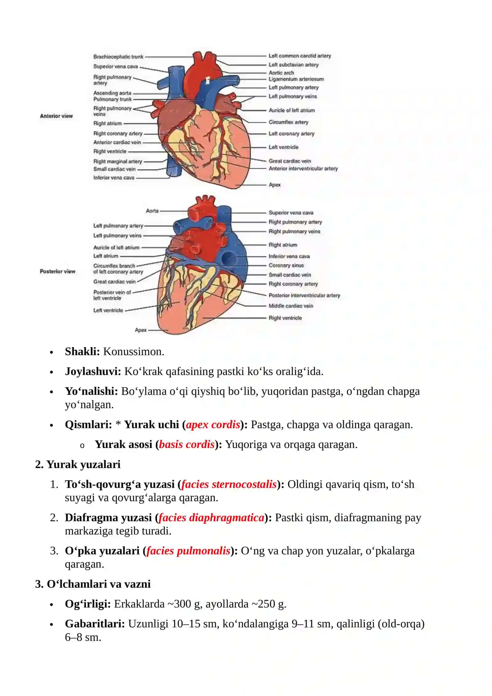 Yurakning anatomik o'rni va shakli 2
