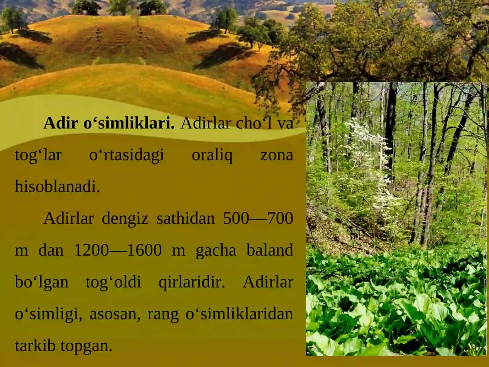 O'rta Osiyo adir, tog‘ va yaylov o‘simliklari 2