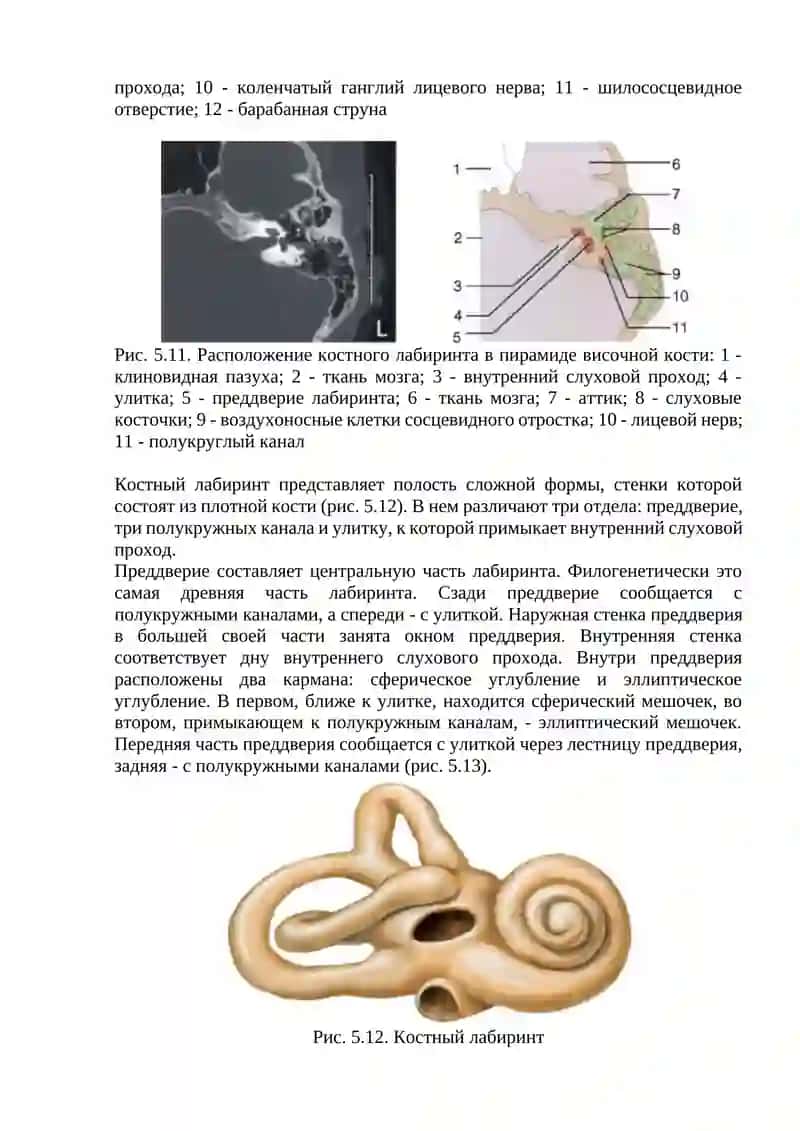 Клиническая анатомия внутреннего уха 2