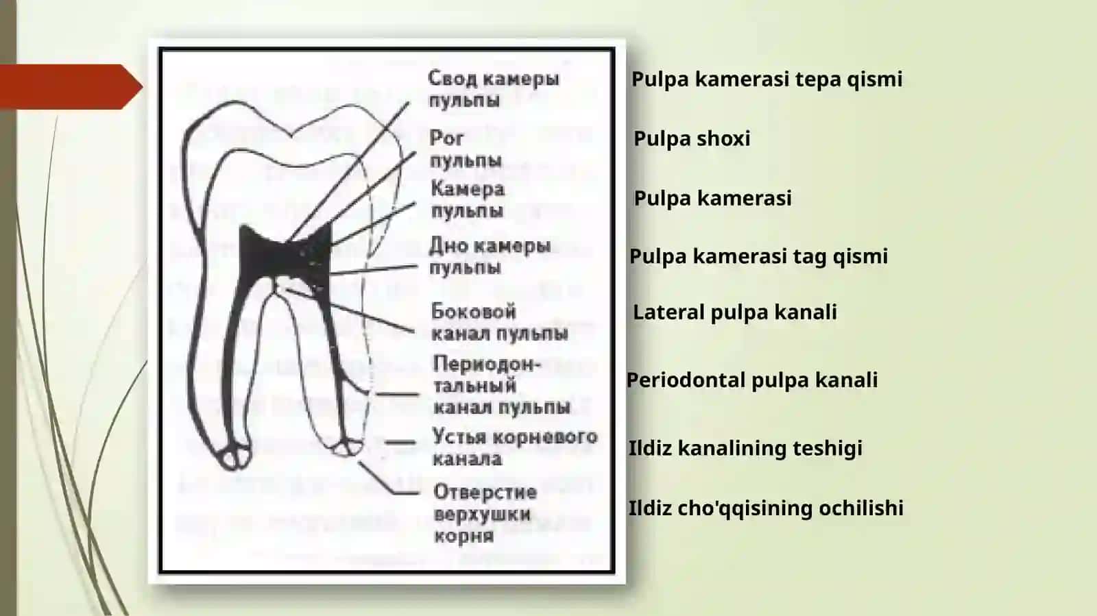 Tish bo’shlig’i topografik anatomiyasining o’ziga xos xususiyatlari 2