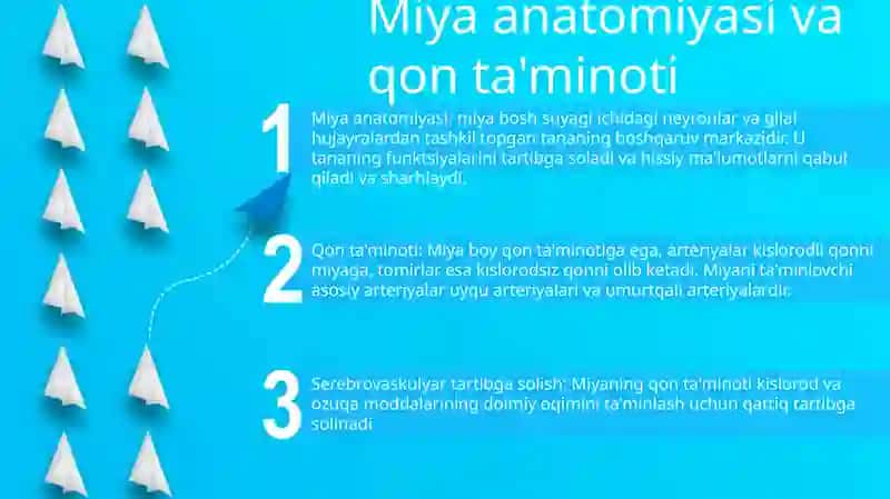 Miya anatomiyasi va qon ta'minoti 2