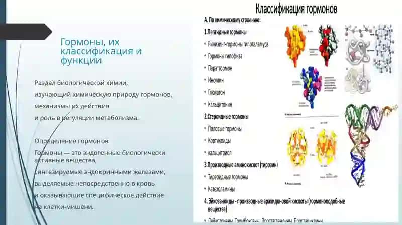 Гормоны, их классификация и функции 2