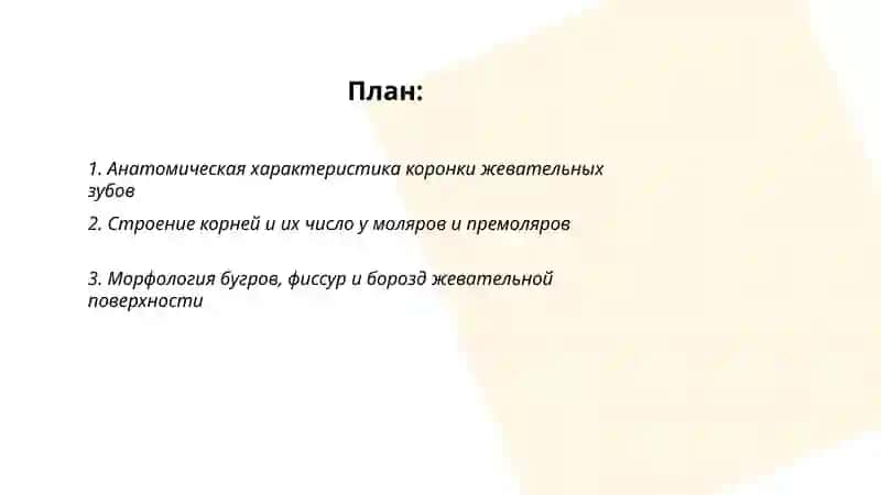 Строение жевательниых зубов при постаянном прикусе 2