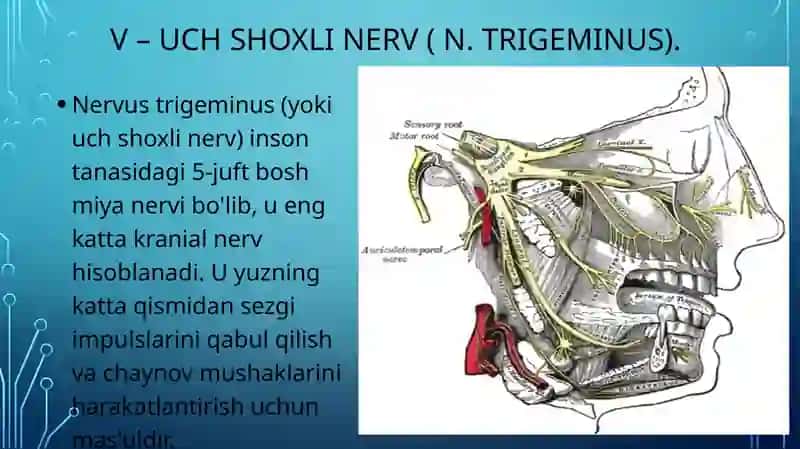 V, VII, VIII- juft Bosh miya nervlari; tekshirish usullari, patologiyasi. 2