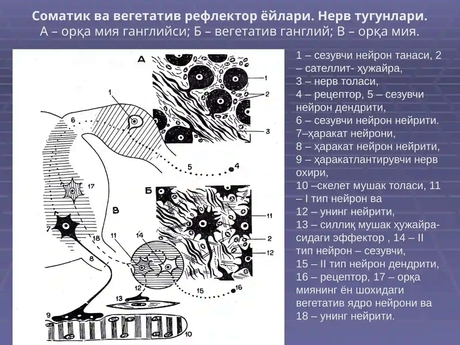 НЕРВ ТИЗИМИ,СЕЗУВ АЪЗОЛАРИ 2