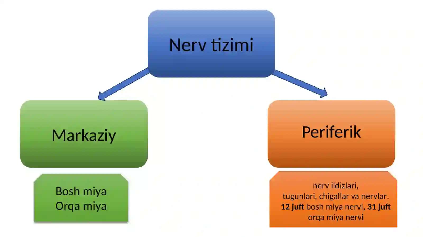 Nervtizimi 2