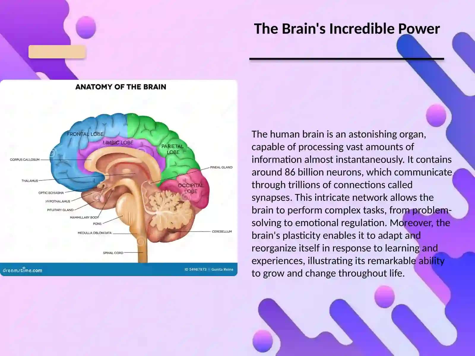 The Brain's Incredible Power 2