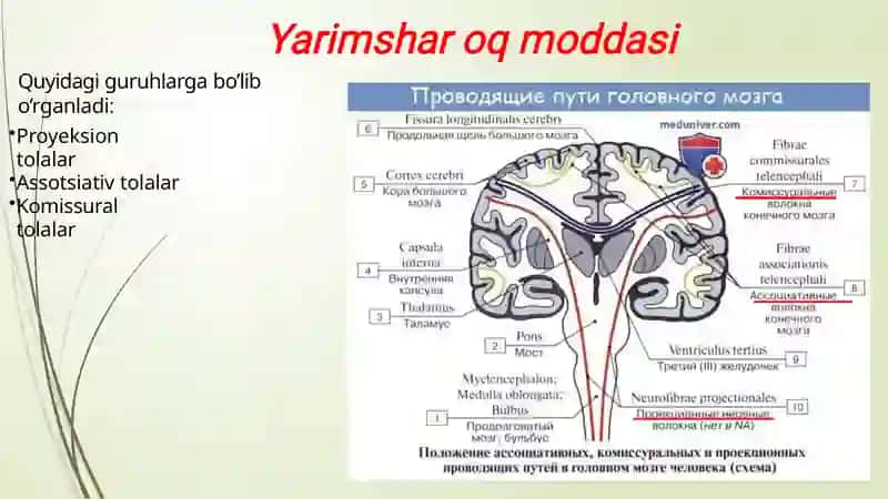 Bosh miya Yarimsharlar po'stlog'i ( telencephalon) Anatomiyasi 2