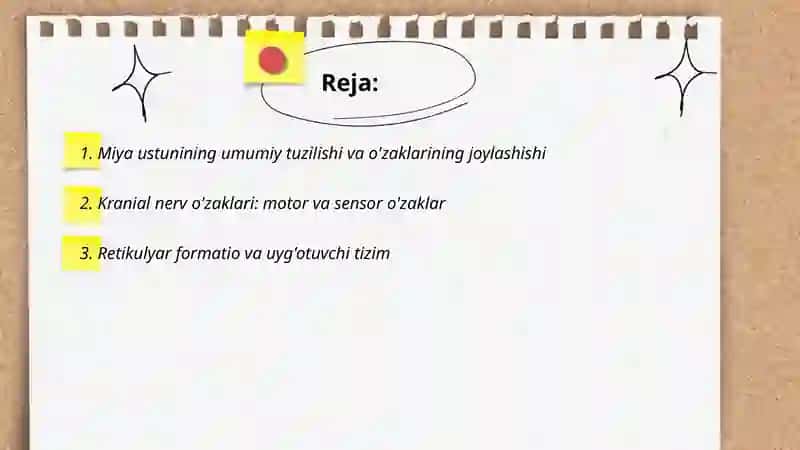 Miya ustunlari o'zaklari va ahamyati 2