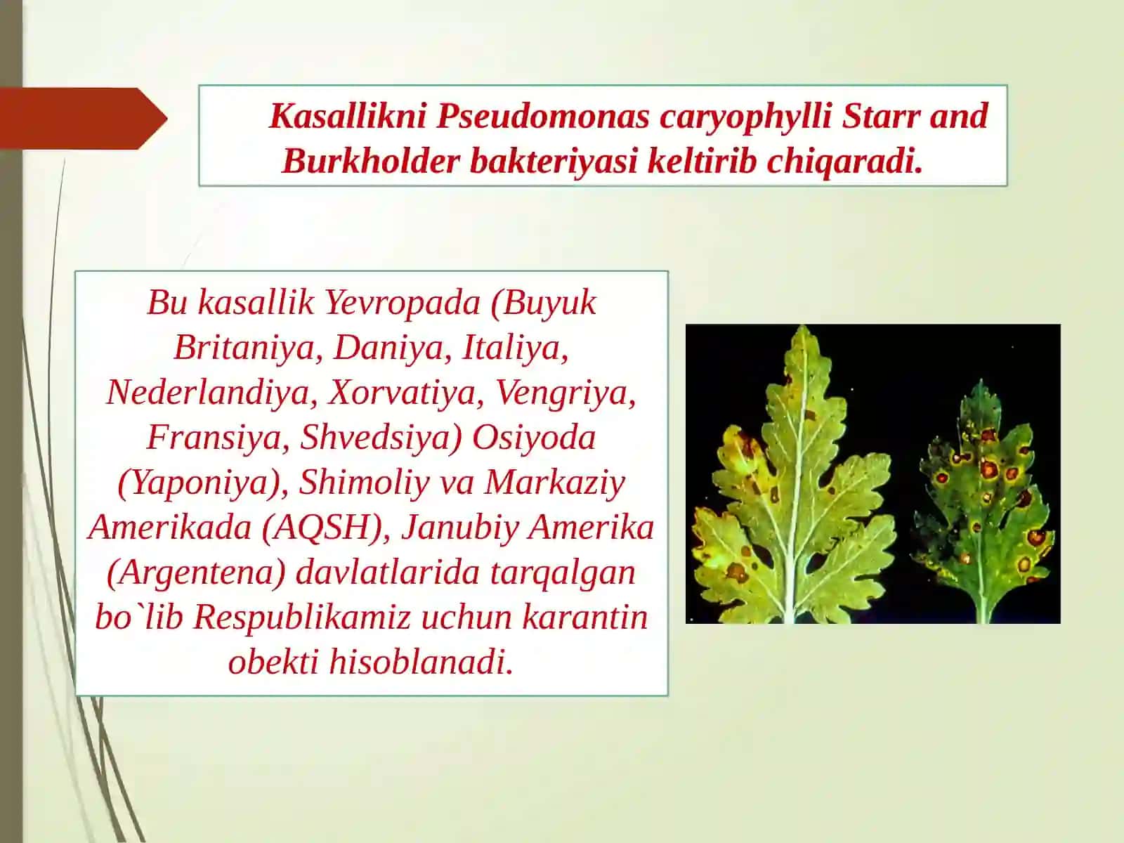 Gullarning karantin organizmlari 2