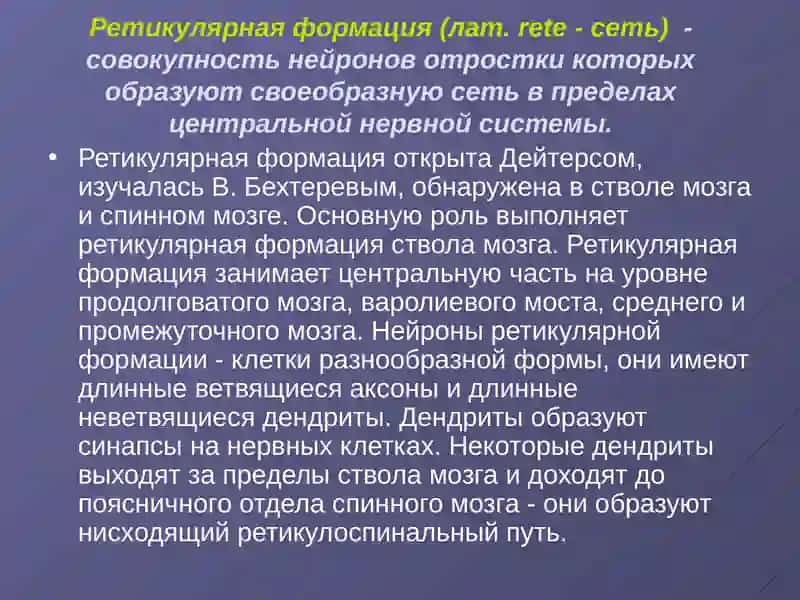 Ретикулярная формация 2