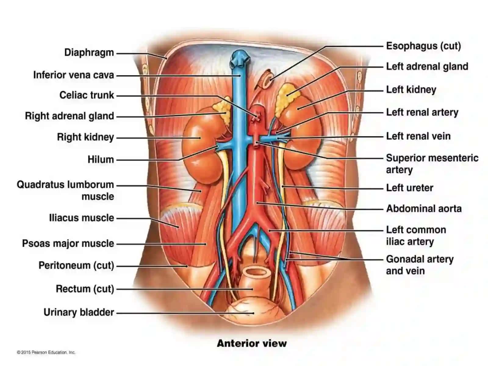 Vena cava inferior etPortaehepatis 2