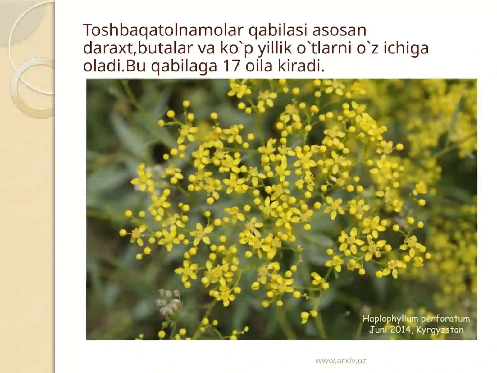 Toshbaqatolnamolar 2