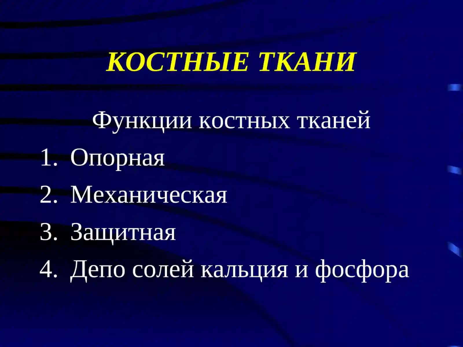 Костные и хрящевые ткани 2