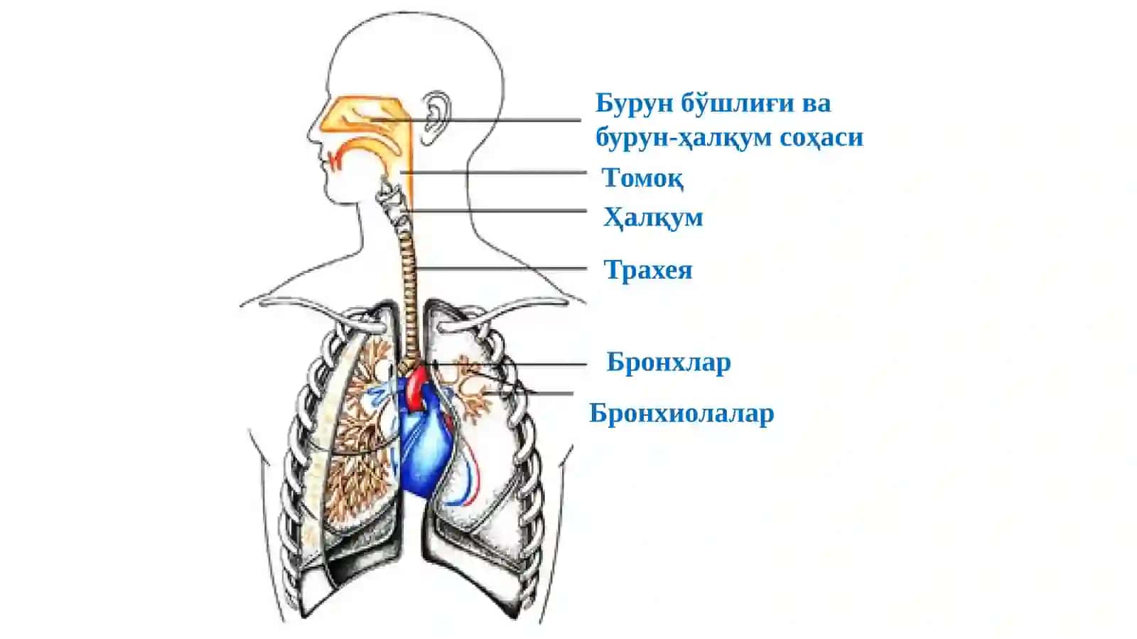 Нафас физиологияси 2