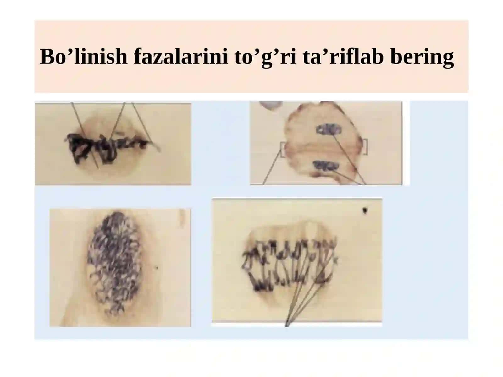 O’simlikto‘qimalari 2