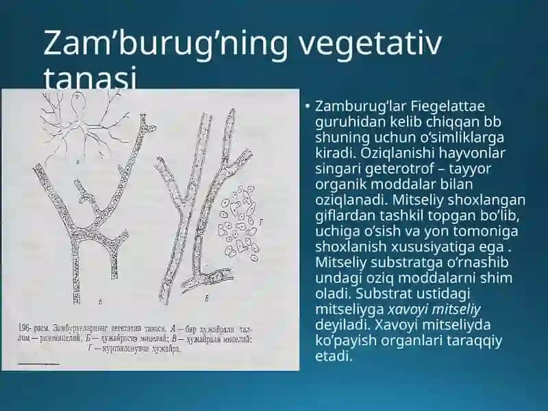 Zamburug’larning umumiy tavsifi 2