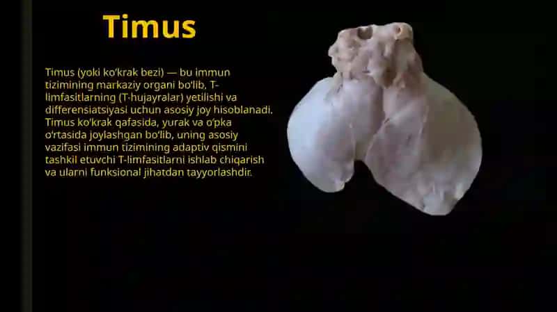 Timusdagi t-limfositlarning yetilish jarayoni 2