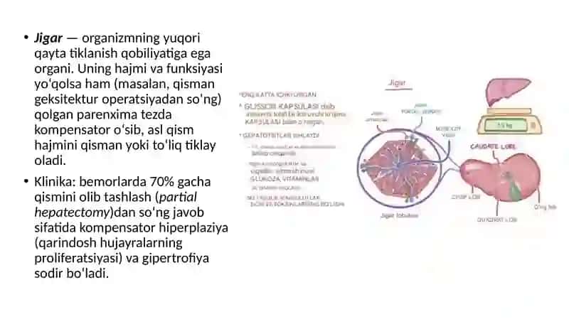 Jigar regenerator va kompensatori 2