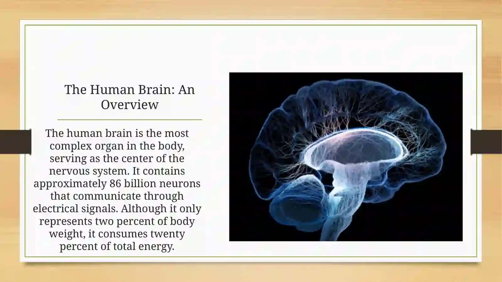 The Human Brain: An Overview 2