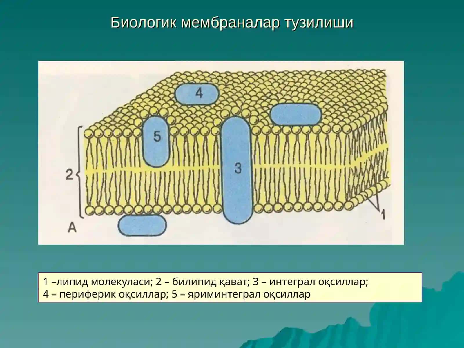 «ЦИТОЛОГИЯ. ЭПИТЕЛИАЛ ТЎҚИМА» 2
