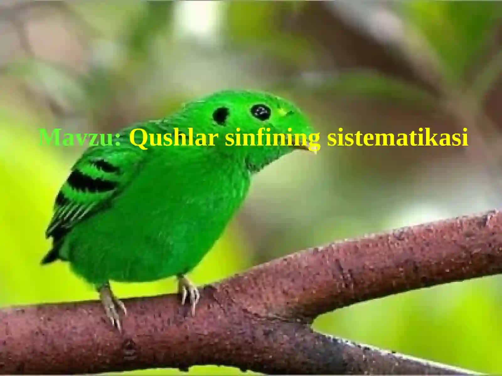 Qushlar sinfining sistematikasi 2