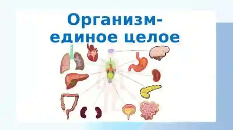 организм как единое целое 2