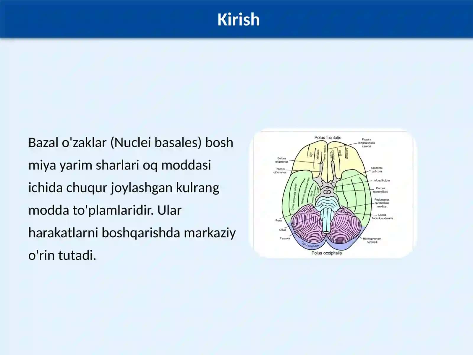 Bazal o'zaklarning kliniko-anatomik ahamiyati 2