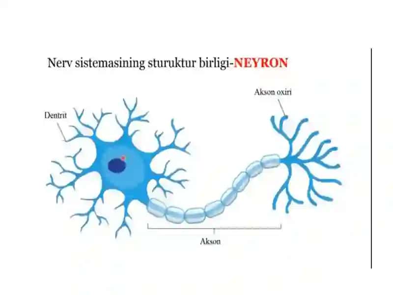 Nerv sestimasi 2