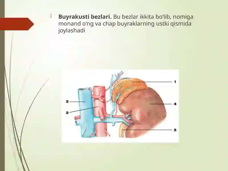 Buyrak usti bezi garmonlari 2