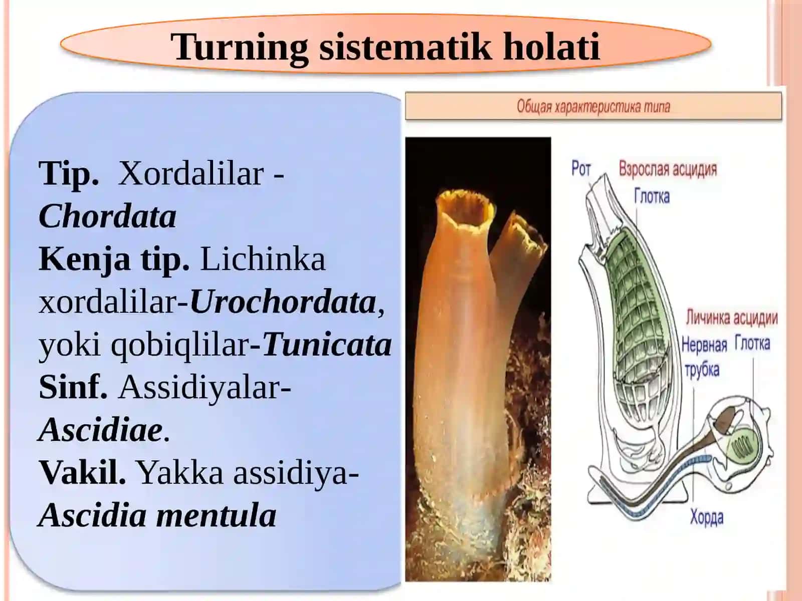 Assidiyaning tuzilishi 2