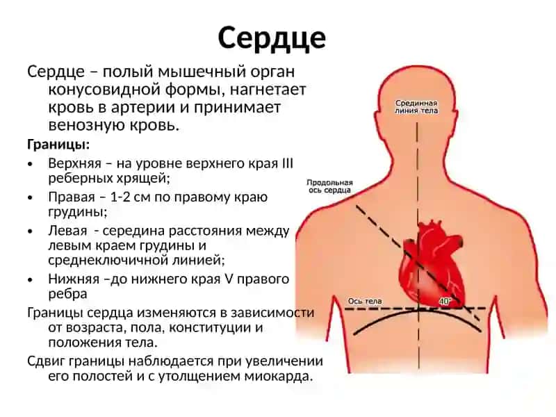 Топографическая анатомия и оперативная хирургия сердца 2