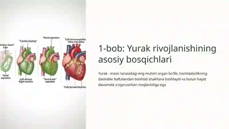 Yurak rivojlanishi 2