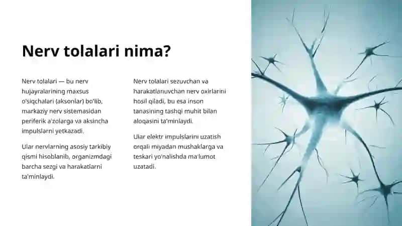 Nerv Tolalari Turlari: Tuzilishi va Funksiyalari 2