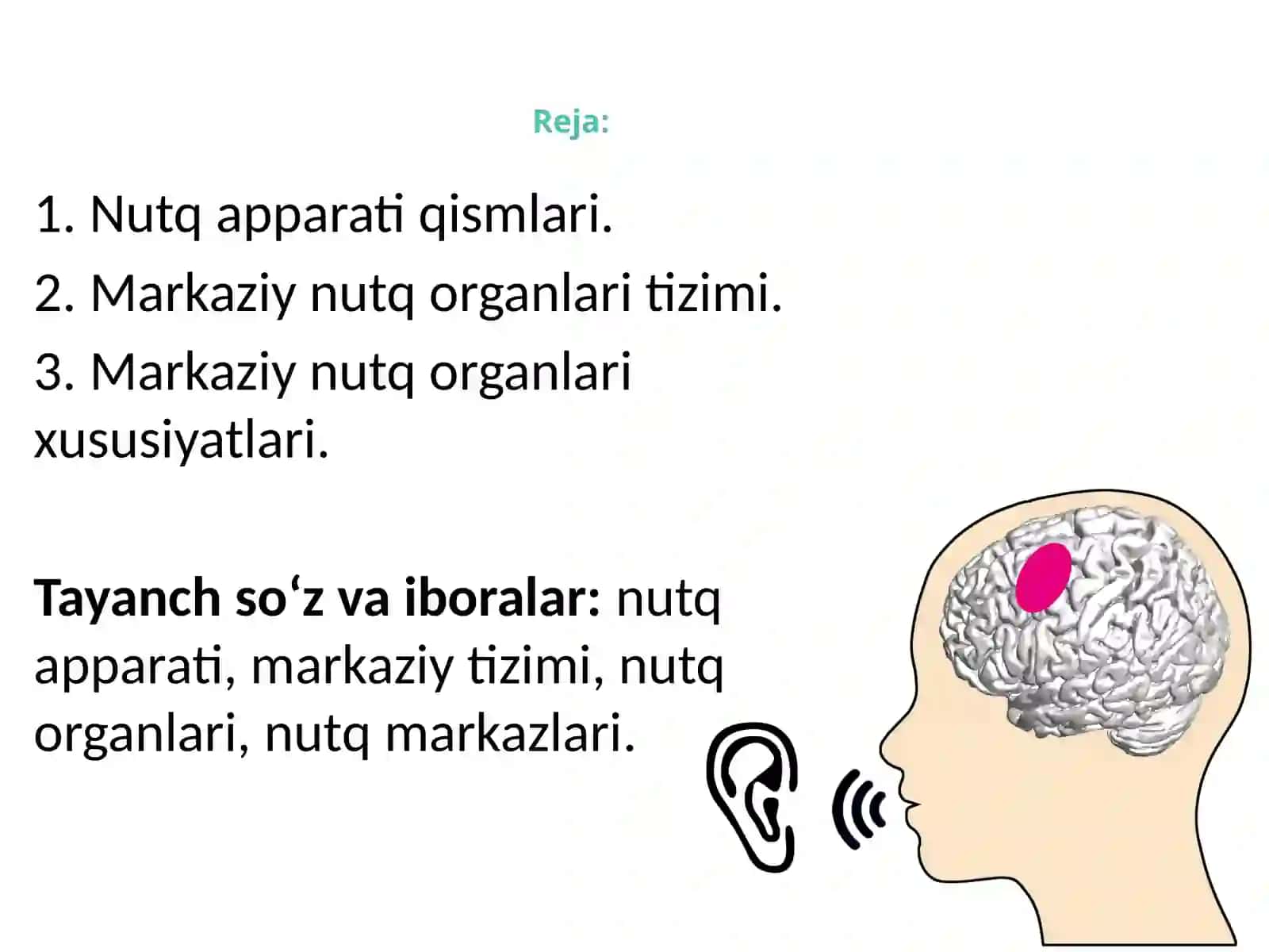 Nutq apparati 2