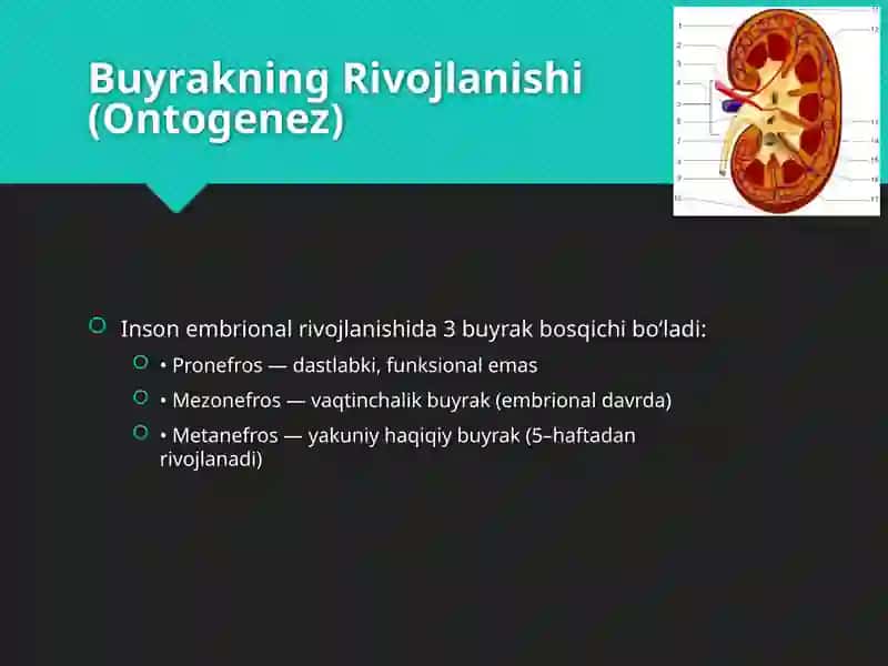 Buyrak Anatomiyasi va Fiziologiyasi 2
