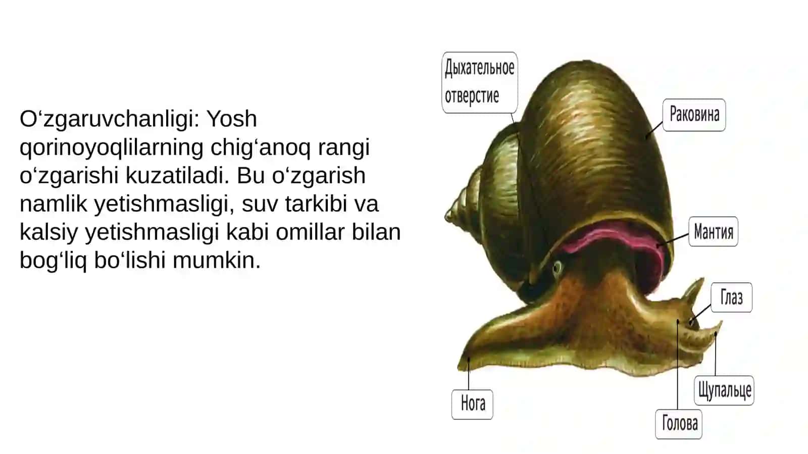 Qorinoyoqlilar (Gastropoda) 2