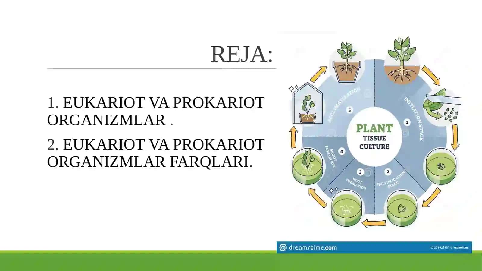 EUKARIOT VA PROKARIOT ORGANIZMLAR 2