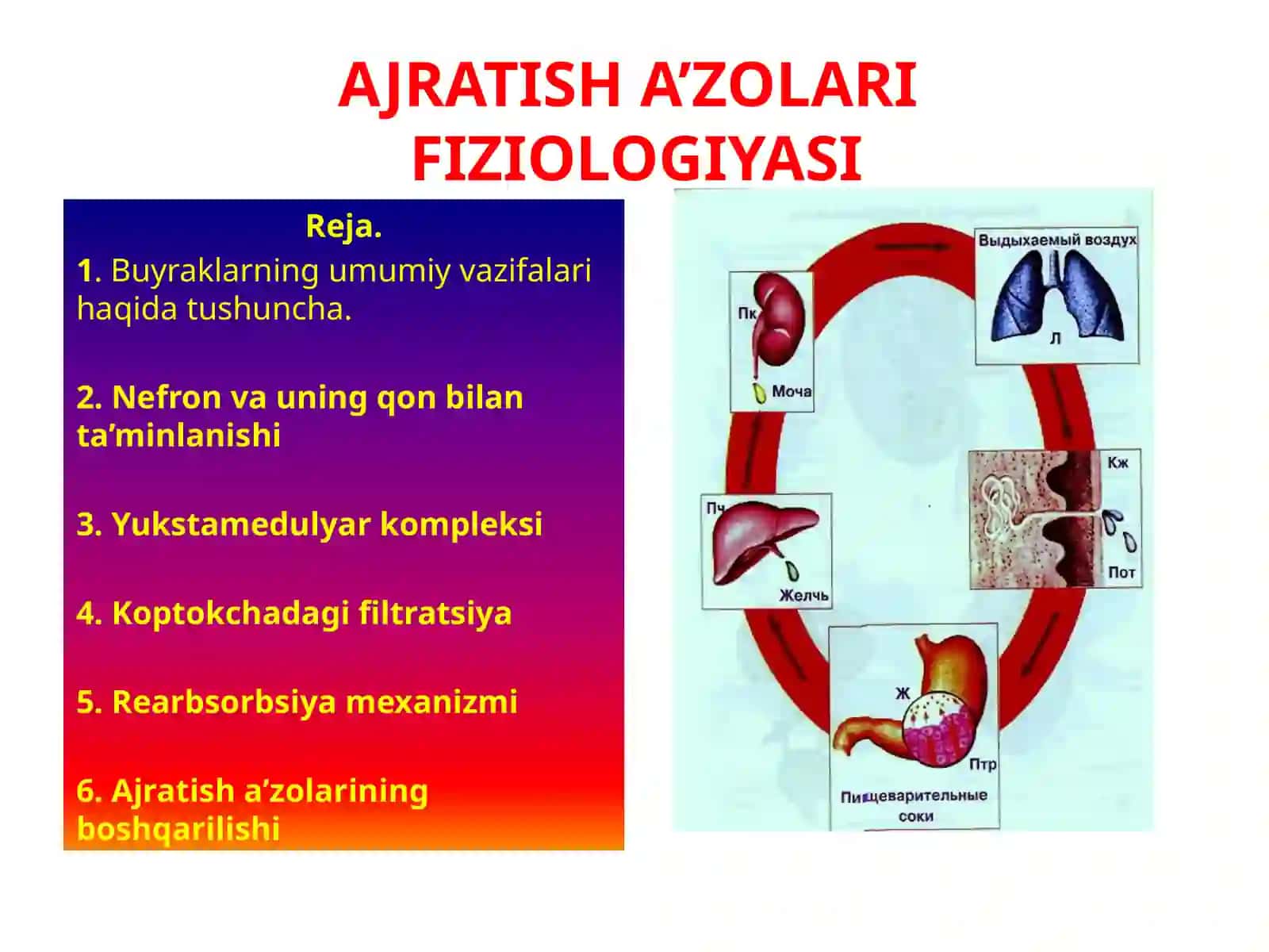 AJRATISH A’ZOLARI FIZIOLOGIYASI 2