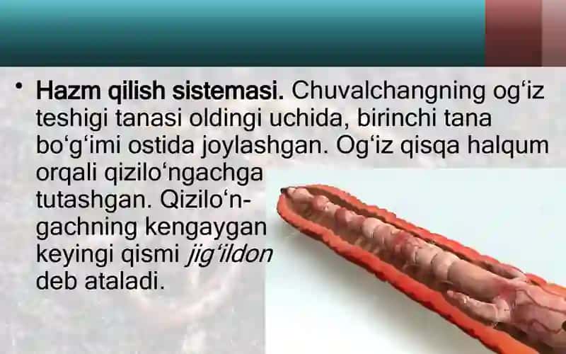 yomg'ir chuvalchangining ichki tuzilishi. 2