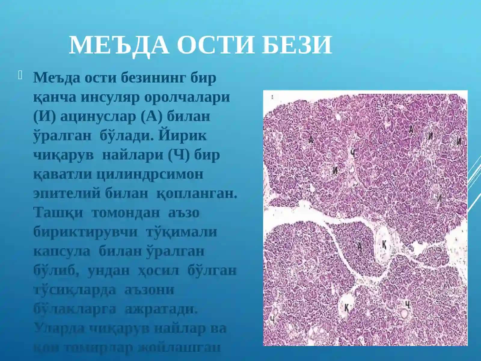 Jigar va me'daosti bezi gistologiyasi 2