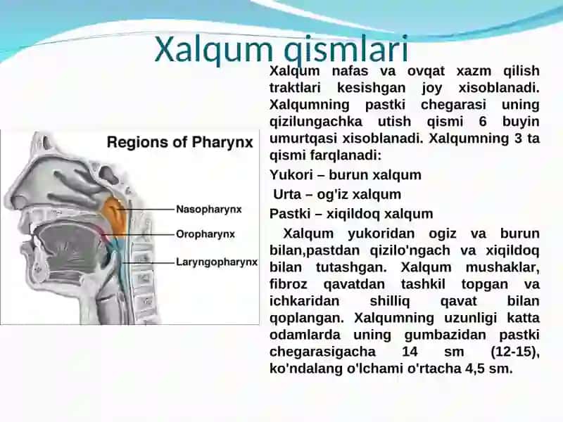 Xalqum 2