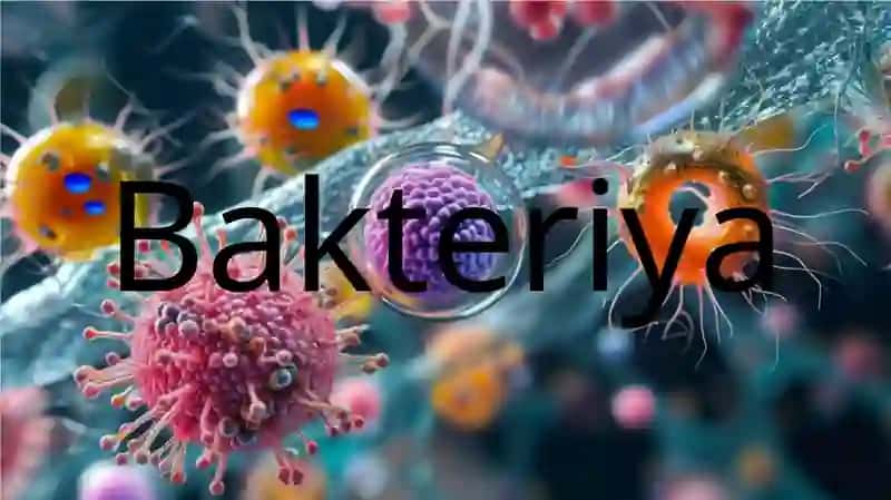 bakteriya zamburug virus 2